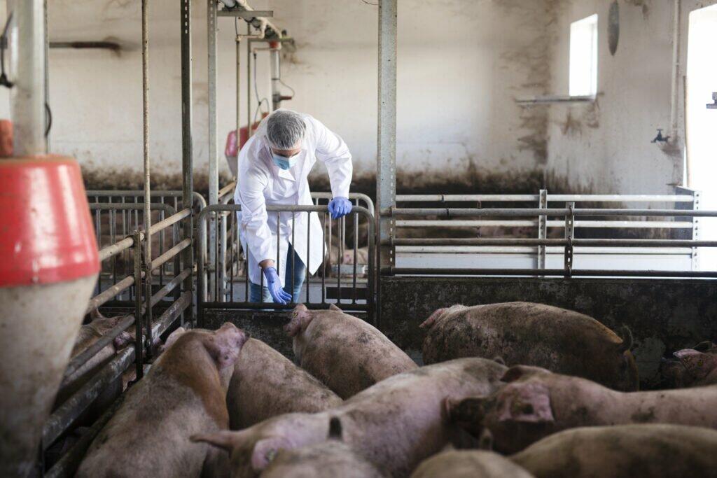 veterinarian pig farm observing livestock checking their health