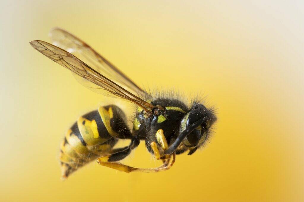 selective closeup focused shot bee yellow wall