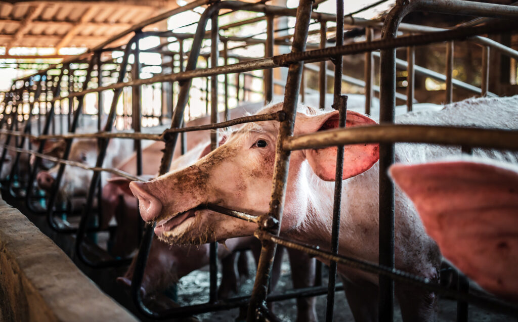 big breeding pig farmthe breeder pig cage